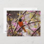 Baltimore Oriole Postkarte (Vorne/Hinten)
