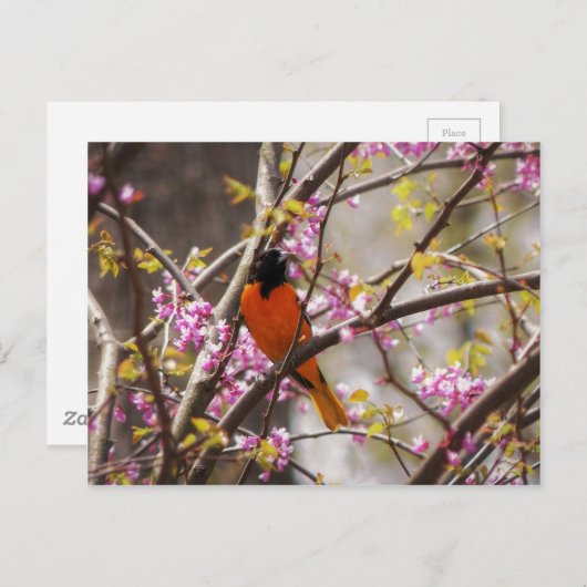 Baltimore Oriole Postkarte (Vorne/Hinten)