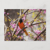 Baltimore Oriole Postkarte (Vorderseite)