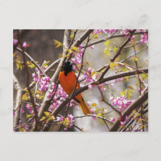 Baltimore Oriole Postkarte (Vorderseite)