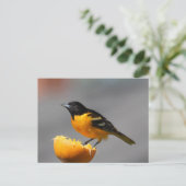 Baltimore Oriole Postkarte (Stehend Vorderseite)
