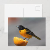 Baltimore Oriole Postkarte (Vorne/Hinten)