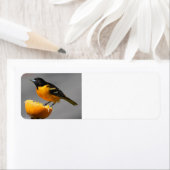 Baltimore Oriole Rücksendeadressen-Aufkleber (Insitu)