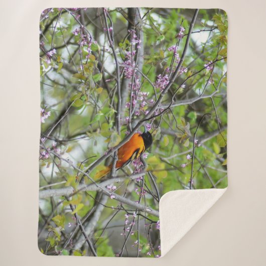 Baltimore Oriole Sherpadecke (Vorderseite)