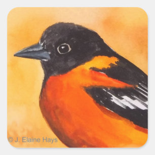 Baltimore Oriole-Vogel-Aufkleber Quadratischer Aufkleber