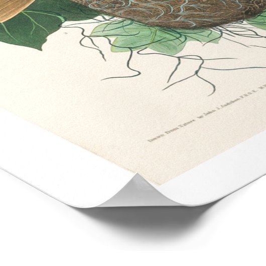 Baltimore Oriole von Audubon Poster (Ecke)