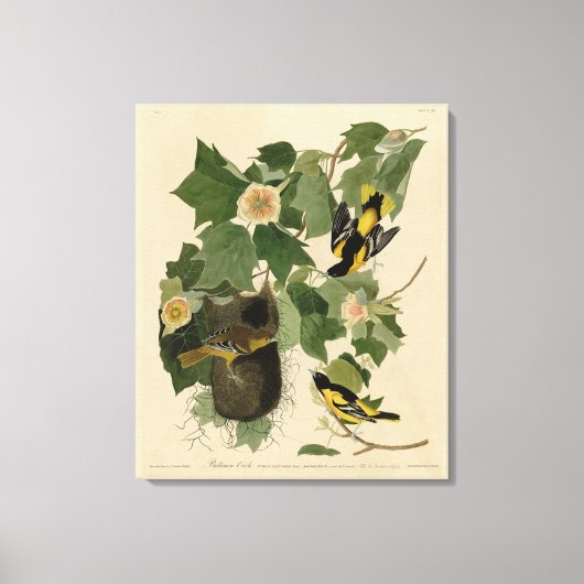 Baltimore Oriole - von Audubons Vögeln Amerikas Leinwanddruck (Vorderseite)