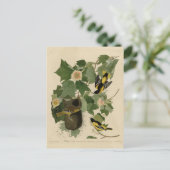 Baltimore Oriole - von Audubons Vögeln Amerikas Postkarte (Stehend Vorderseite)