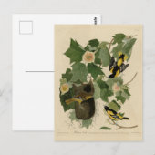 Baltimore Oriole - von Audubons Vögeln Amerikas Postkarte (Vorne/Hinten)