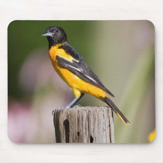 Baltimore Oriole Weibchen im Blumengarten Mousepad (Vorne)