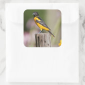 Baltimore Oriole Weibchen im Blumengarten Quadratischer Aufkleber (Tasche)