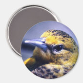 Baltimore Oriole, weiblich Magnet (Vorderseite/Rückseite)