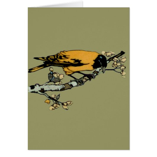 Baltimore Oriole Yellow Vintag Bird Illustration (Vorne)