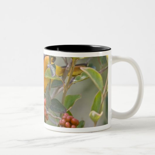 Baltimore Oriole Zweifarbige Tasse (Rechts)