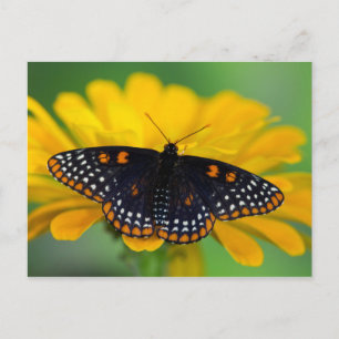 Baltimore-Schachbrettfalter Postkarte