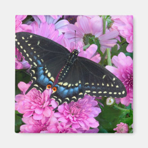 Baltimore-Scheckenfalter Magnet