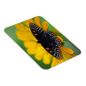 Baltimore-Scheckenfalter Magnet (Rechte Seite)