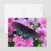 Baltimore-Scheckenfalter Postkarte (Vorne/Hinten)