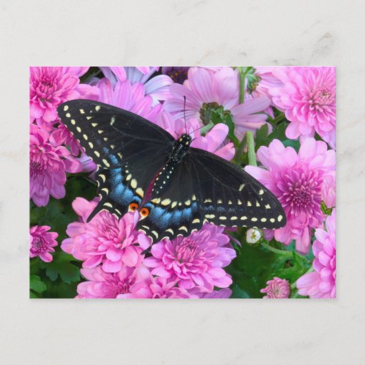 Baltimore-Scheckenfalter Postkarte (Vorderseite)
