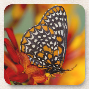Baltimore-Scheckiger Schmetterling Getränkeuntersetzer