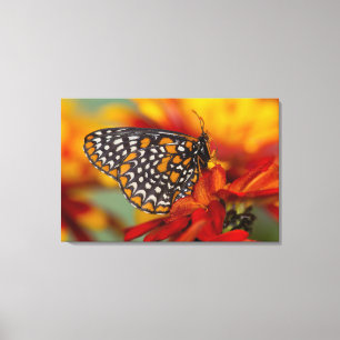 Baltimore-Scheckiger Schmetterling Leinwanddruck