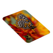Baltimore-Scheckiger Schmetterling Magnet (Rechte Seite)