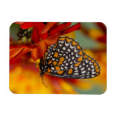 Baltimore-Scheckiger Schmetterling Magnet (Horizontal)