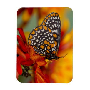 Baltimore-Scheckiger Schmetterling Magnet