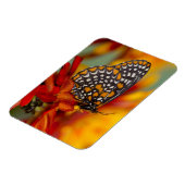 Baltimore-Scheckiger Schmetterling Magnet (Linke Seite)
