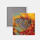 Baltimore-Scheckiger Schmetterling Magnet (Vorderseite/Rückseite)