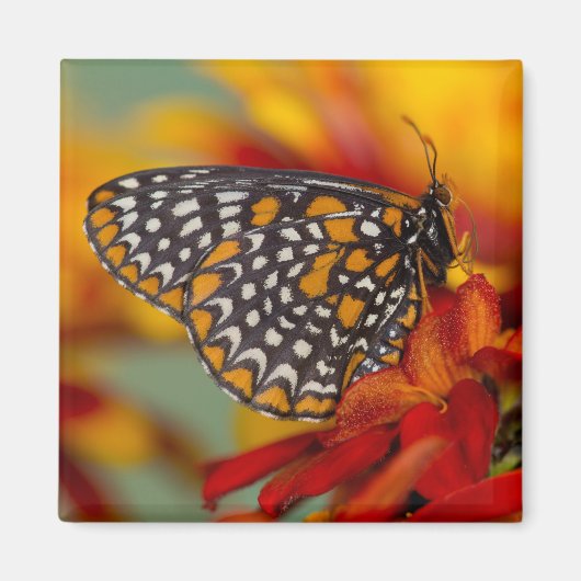 Baltimore-Scheckiger Schmetterling Magnet (Vorne)