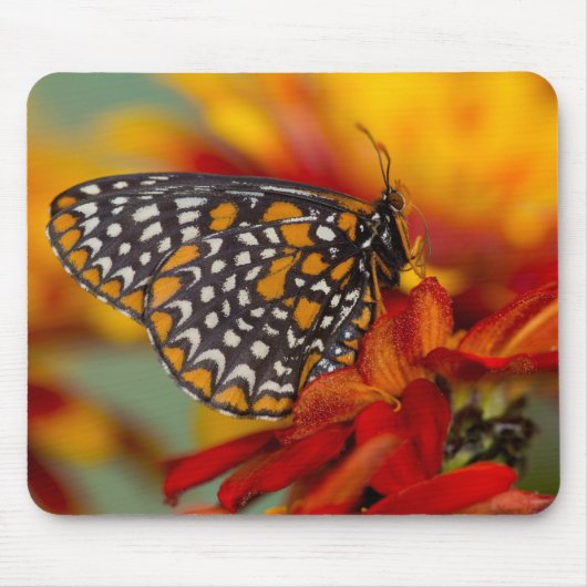 Baltimore-Scheckiger Schmetterling Mousepad (Vorne)