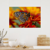 Baltimore-Scheckiger Schmetterling Poster (Küche)