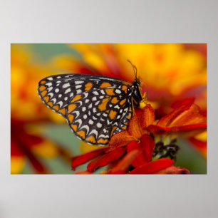 Baltimore-Scheckiger Schmetterling Poster