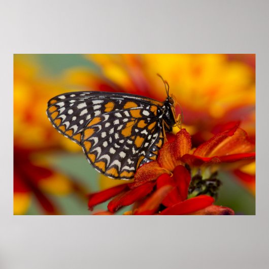 Baltimore-Scheckiger Schmetterling Poster (Vorne)