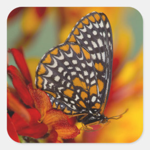 Baltimore-Scheckiger Schmetterling Quadratischer Aufkleber