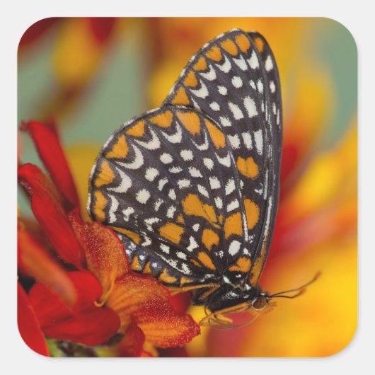 Baltimore-Scheckiger Schmetterling Quadratischer Aufkleber (Vorderseite)