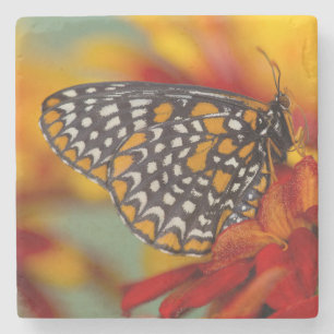 Baltimore-Scheckiger Schmetterling Steinuntersetzer