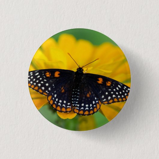 Baltimore Schmetterling Button (Vorderseite)