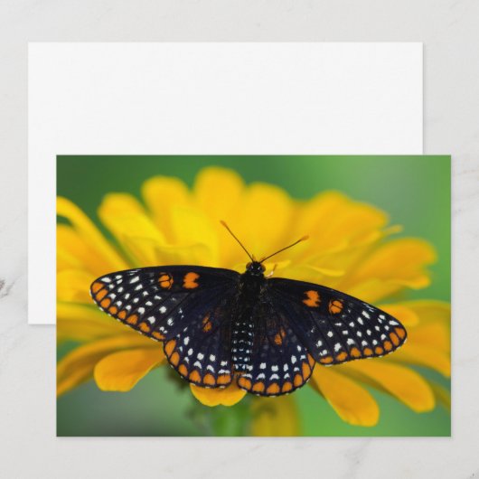 Baltimore Schmetterling Dankeskarte (Vorne/Hinten)