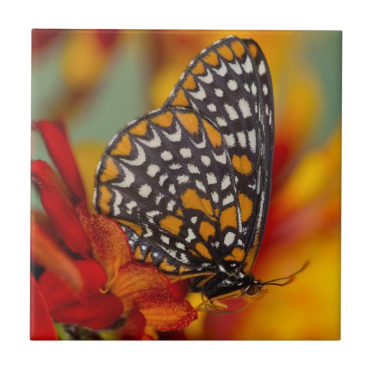 Baltimore-Schmetterling Fliese (Vorderseite)