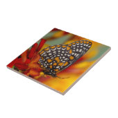 Baltimore-Schmetterling Fliese (Seite)