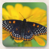 Baltimore Schmetterling Getränkeuntersetzer (Vorderseite)