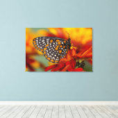 Baltimore-Schmetterling Leinwanddruck (Insitu (Holzboden))