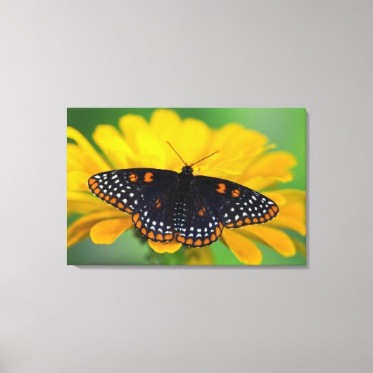 Baltimore Schmetterling Leinwanddruck (Vorderseite)