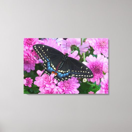 Baltimore Schmetterling Leinwanddruck (Vorderseite)