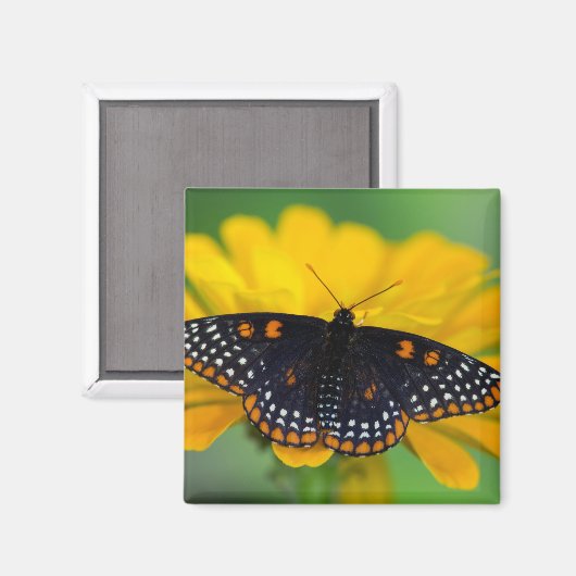 Baltimore Schmetterling Magnet (Vorderseite/Rückseite)