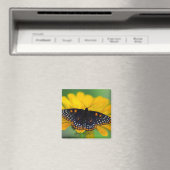 Baltimore Schmetterling Magnet (In Situ (Geschirrspüler))