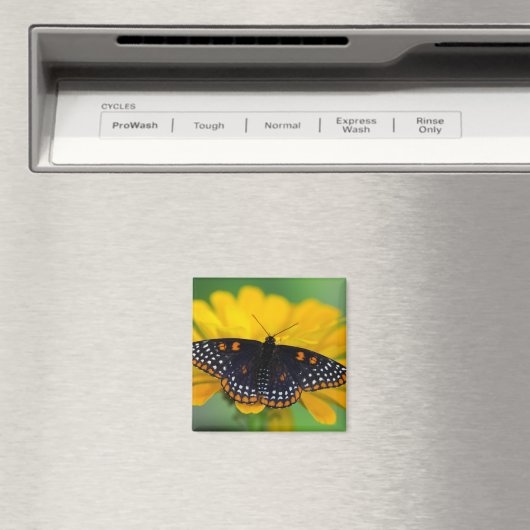 Baltimore Schmetterling Magnet (In Situ (Geschirrspüler))
