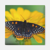 Baltimore Schmetterling Magnet (Vorne)